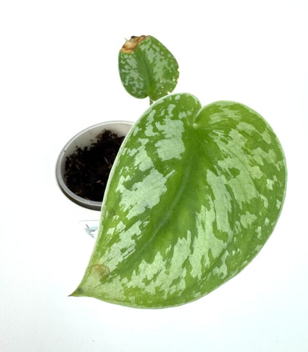 Nõelköis Exotica