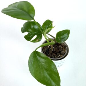 Rhaphidophora Tetrasperma