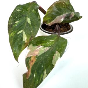 Filodendron Red Andersson