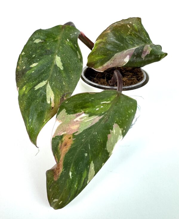 Filodendron Red Andersson