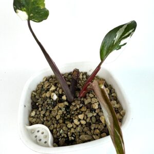 Filodendron Red Andersson