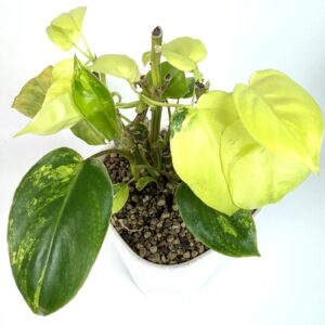 Filodendron Burle Marx Variegata