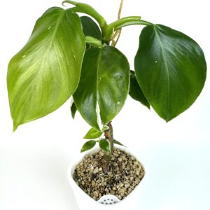 Filodendron White Wizard