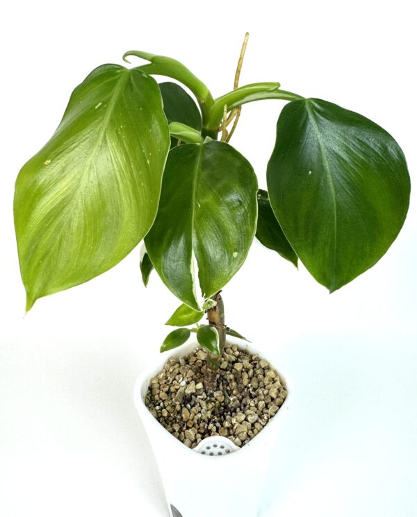 Filodendron White Wizard