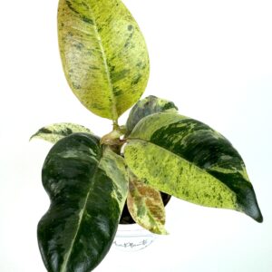 Ficus Moonshine