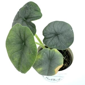 Alokaasia Melo