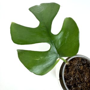 Rhaphidophora Tetrasperma