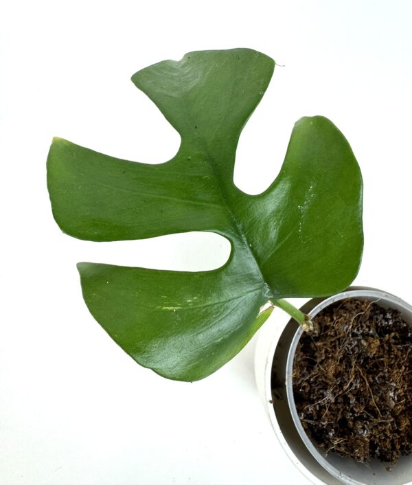 Rhaphidophora Tetrasperma