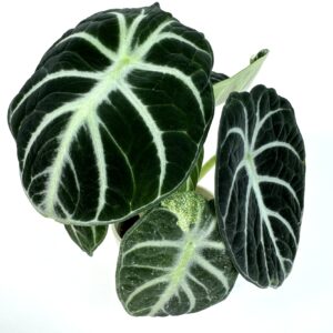 Alokaasia Reginula Ninja