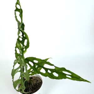 Monstera Obliqua Peru