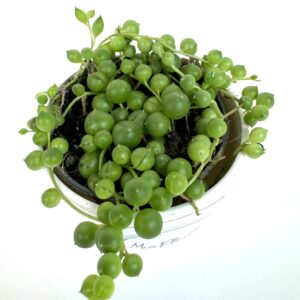 String Of Pearls