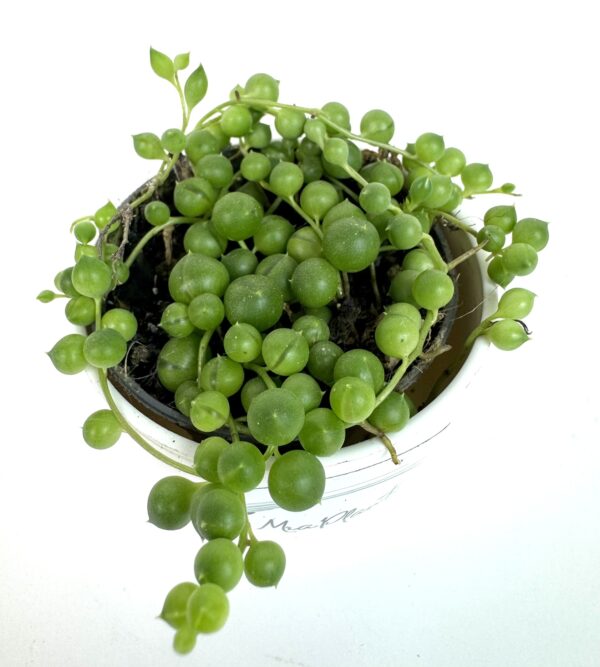 String Of Pearls