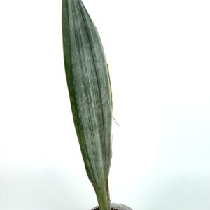 Havisaba Metallica