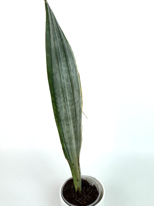 Havisaba Metallica