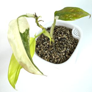 Filodendron Domestic Variegata