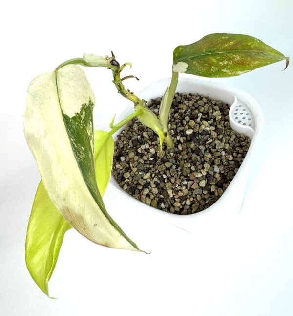 Filodendron Domestic Variegata