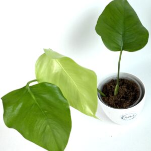 Monstera