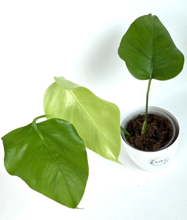 Monstera