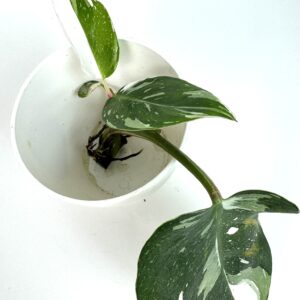 Filodendron White Princess juurdunud pistik