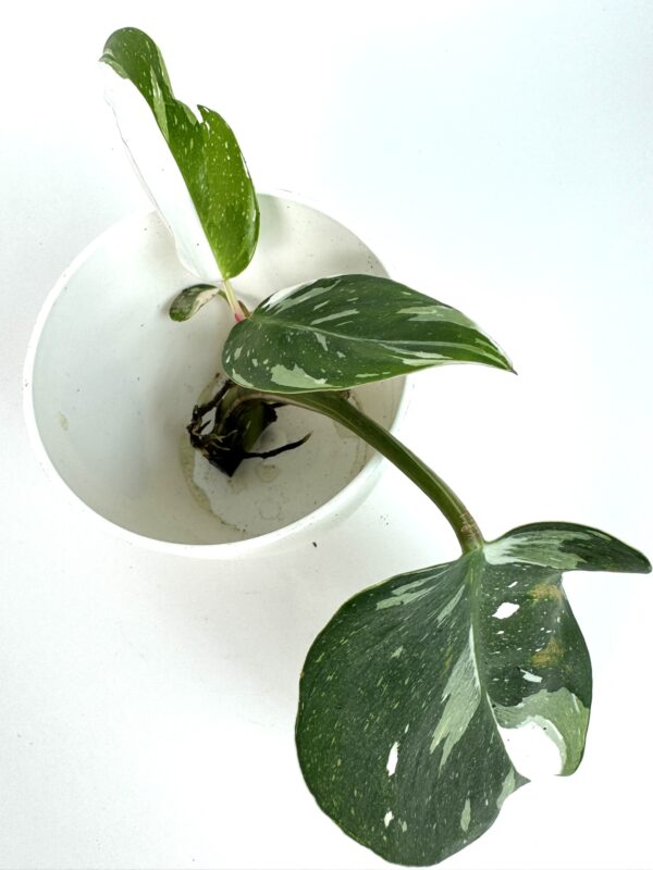 Filodendron White Princess juurdunud pistik