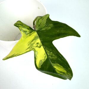 Filodendron Florida Beauty juurdumata pistik