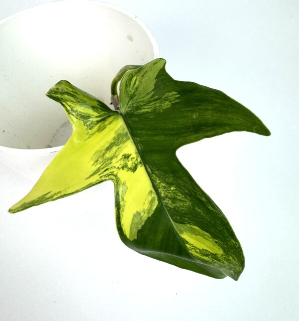 Filodendron Florida Beauty juurdumata pistik