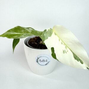 Monstera Albo