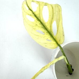 Monstera Adansonii Variegata juurutamata pistik