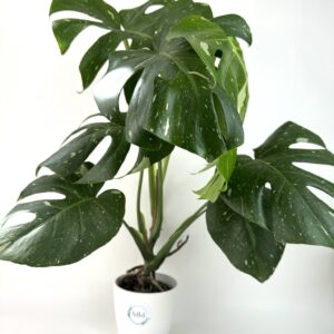 Monstera Thai Constellation