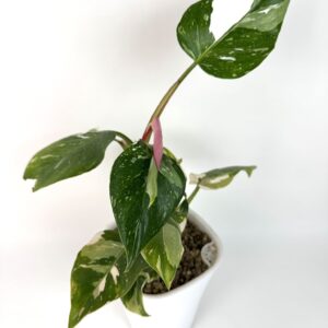 Filodendron White Princess roosaga