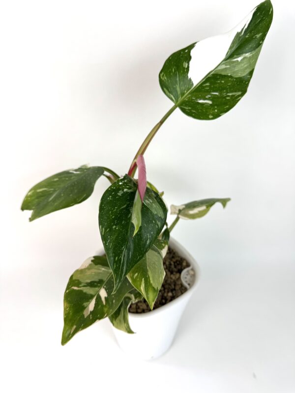 Filodendron White Princess roosaga