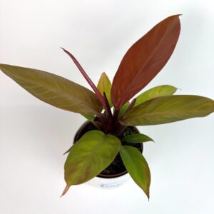 Filodendron Prince of Orange