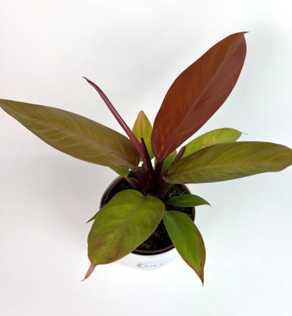 Filodendron Prince of Orange