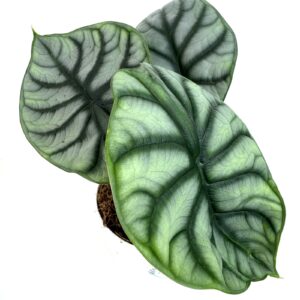 Alokaasia Dragon Scale