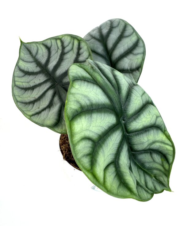 Alokaasia Dragon Scale