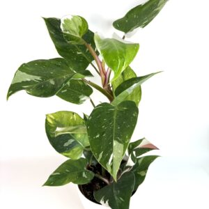 Filodendron White Princess Tricolor