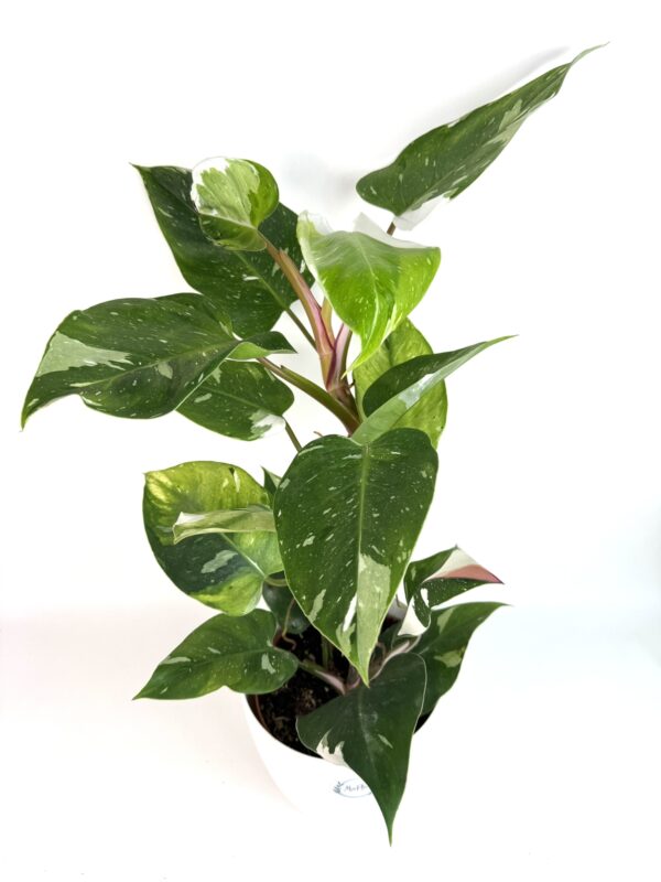 Filodendron White Princess Tricolor