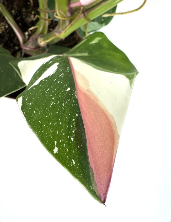 Filodendron White Princess Tricolor - Image 2