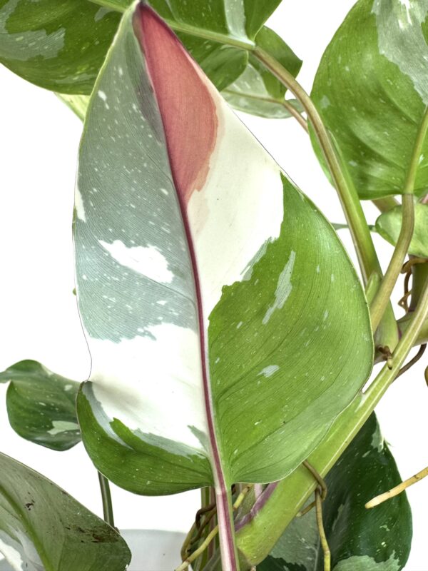 Filodendron White Princess Tricolor - Image 3