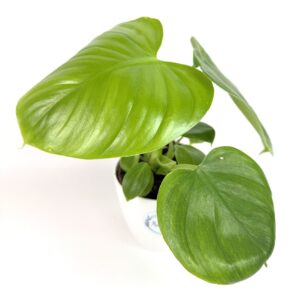 Filodendron Henry-Pittieri