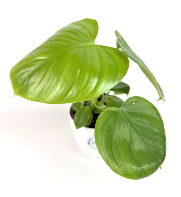 Filodendron Henry-Pittieri