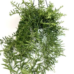 Punahuul Green Star