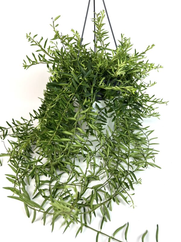 Punahuul Green Star