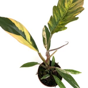 Filodendron Caramel Marble