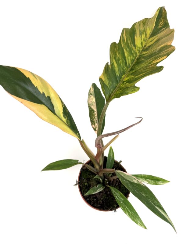 Filodendron Caramel Marble