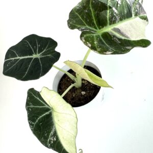 Alokaasia Black Velvet variegata