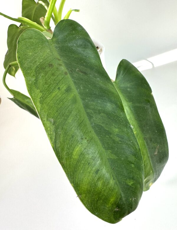 Filodendron Jose Buno - Image 2
