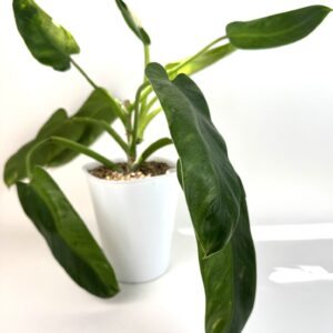 Filodendron Jose Buno
