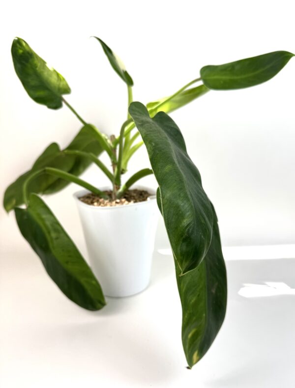 Filodendron Jose Buno