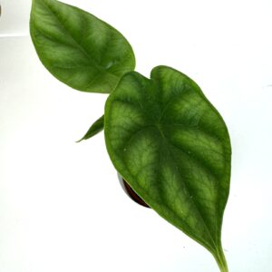 Alokaasia Dragon Scale